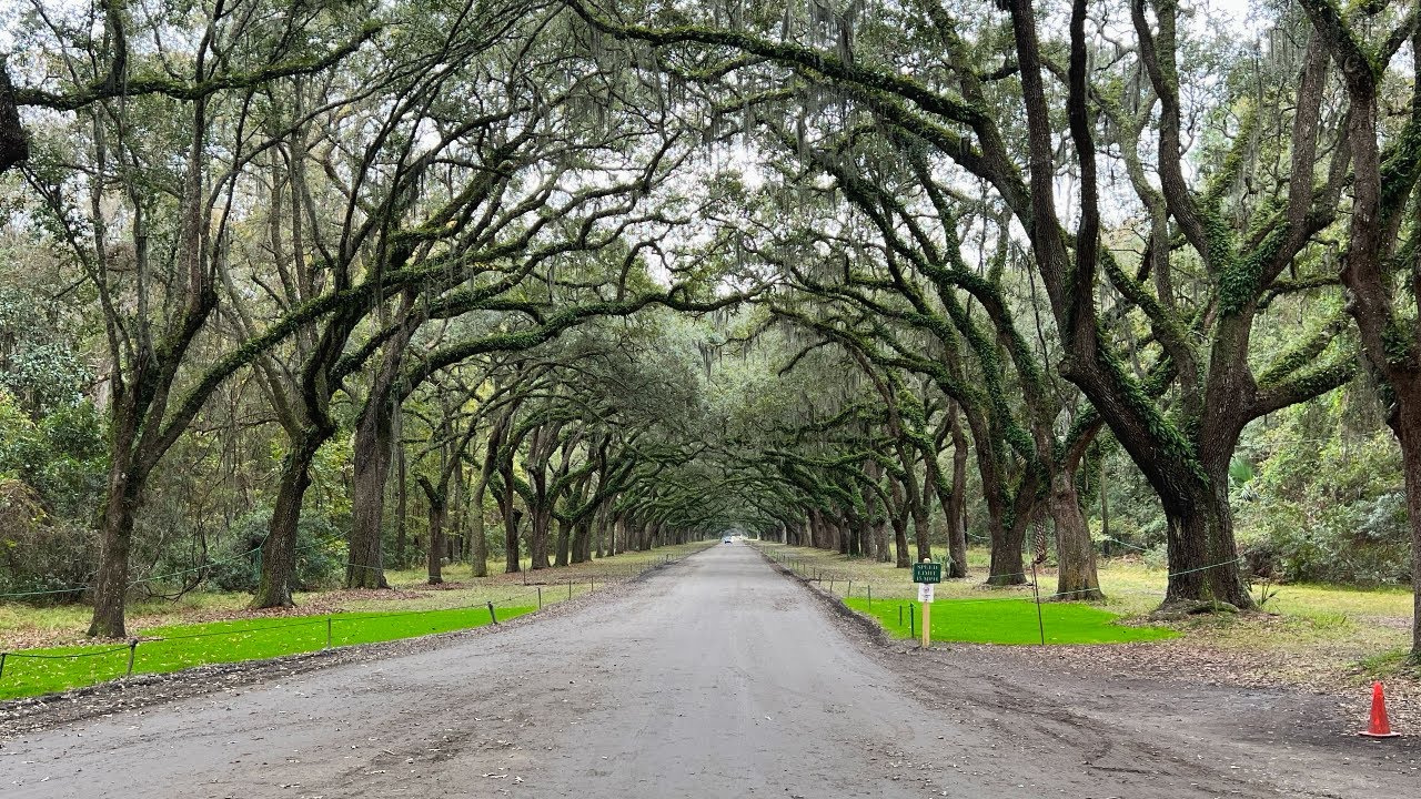 Touring Wormsloe Historic Site in Savannah, GA | Beautiful Road in Savannah