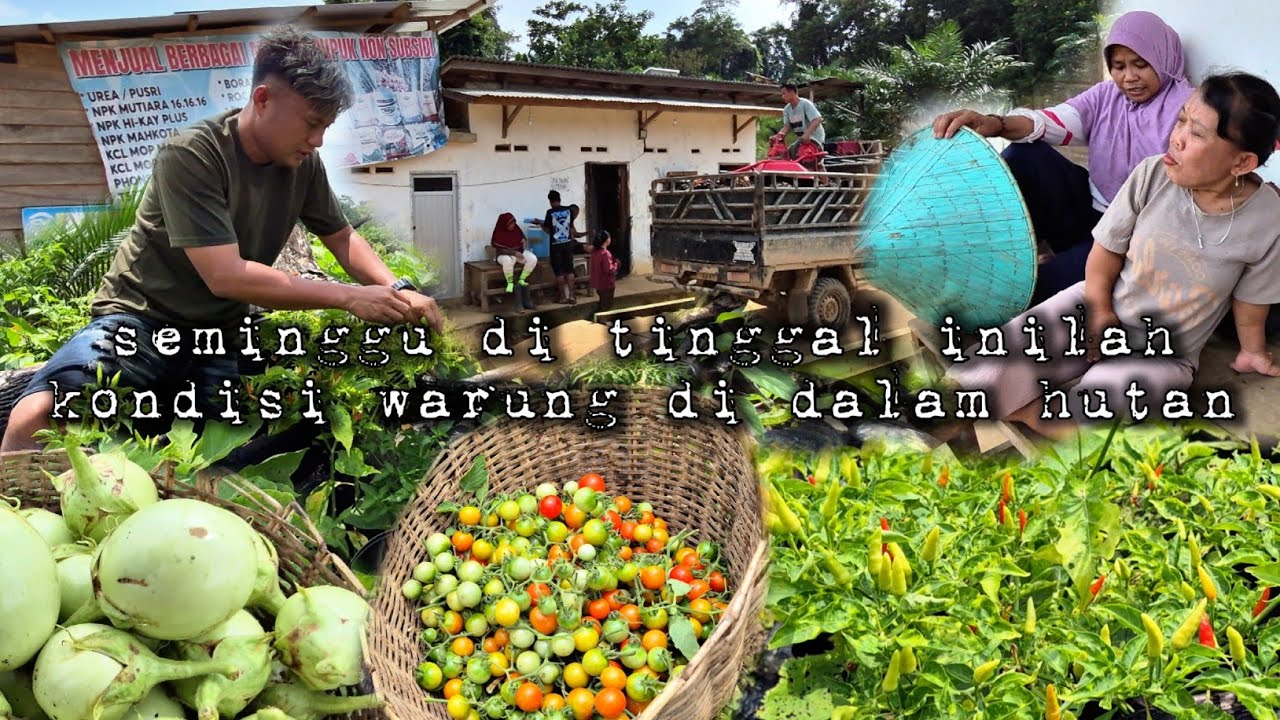 Kembali ke warung dalam hutan setelah libur hari raya di desa warta petani muda hidup di hutan