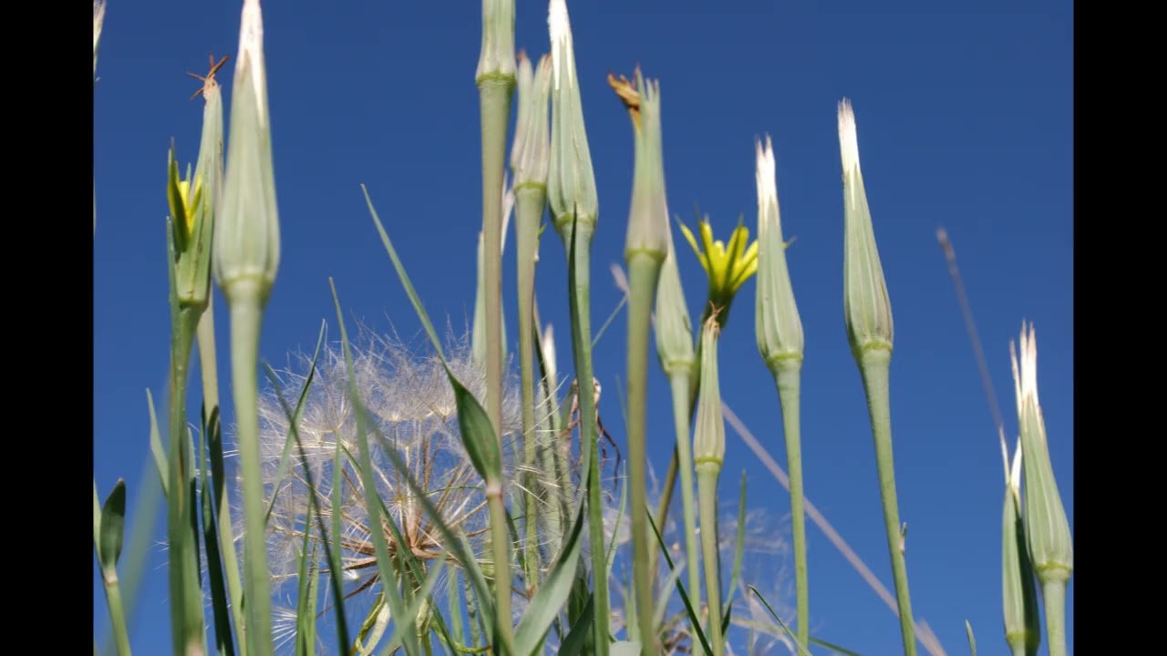 Dandelion Flower Nature Photograph
