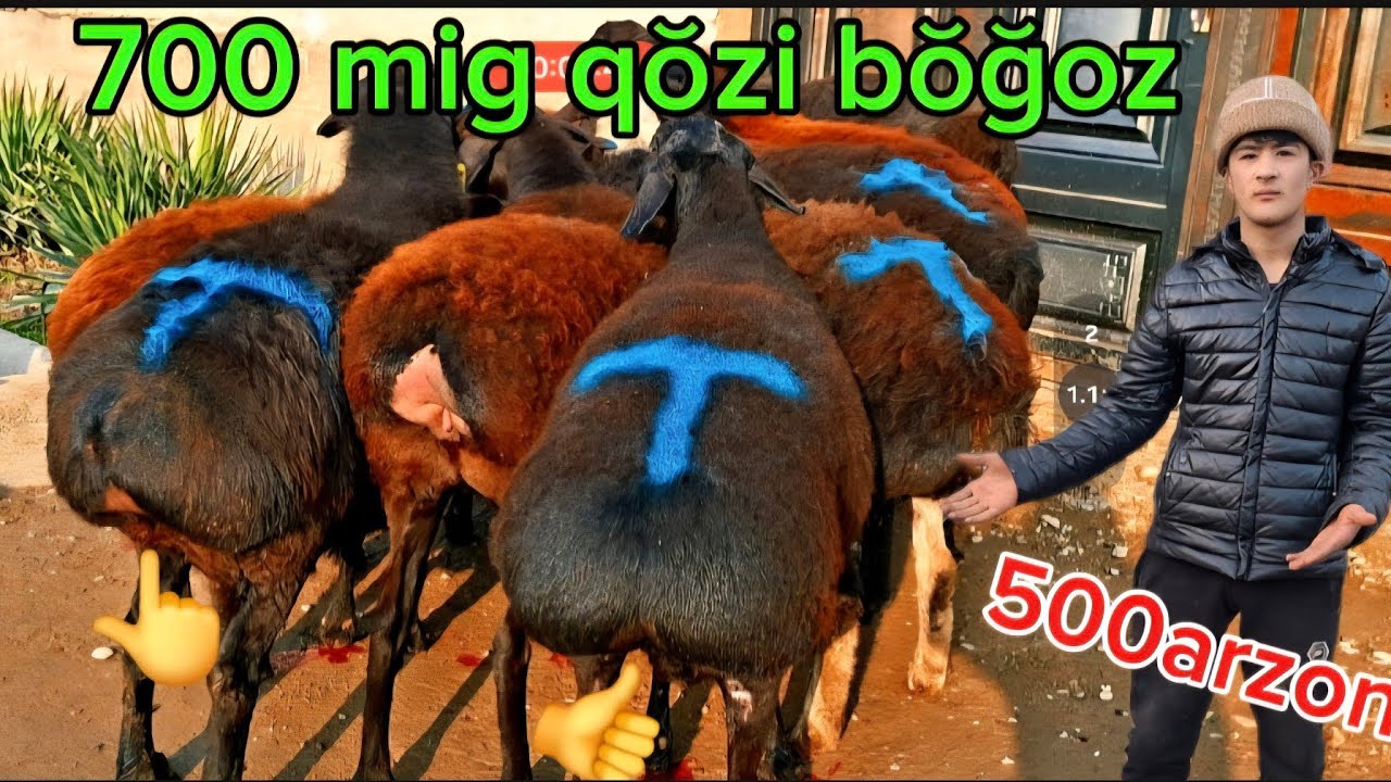 150BOSH 700 mig QŎZI NAQ BŎĞOZ KATA HISORI SOVLIQ EKAZAKCHILARDI ZŎRI KELDI 500MIG ARZON