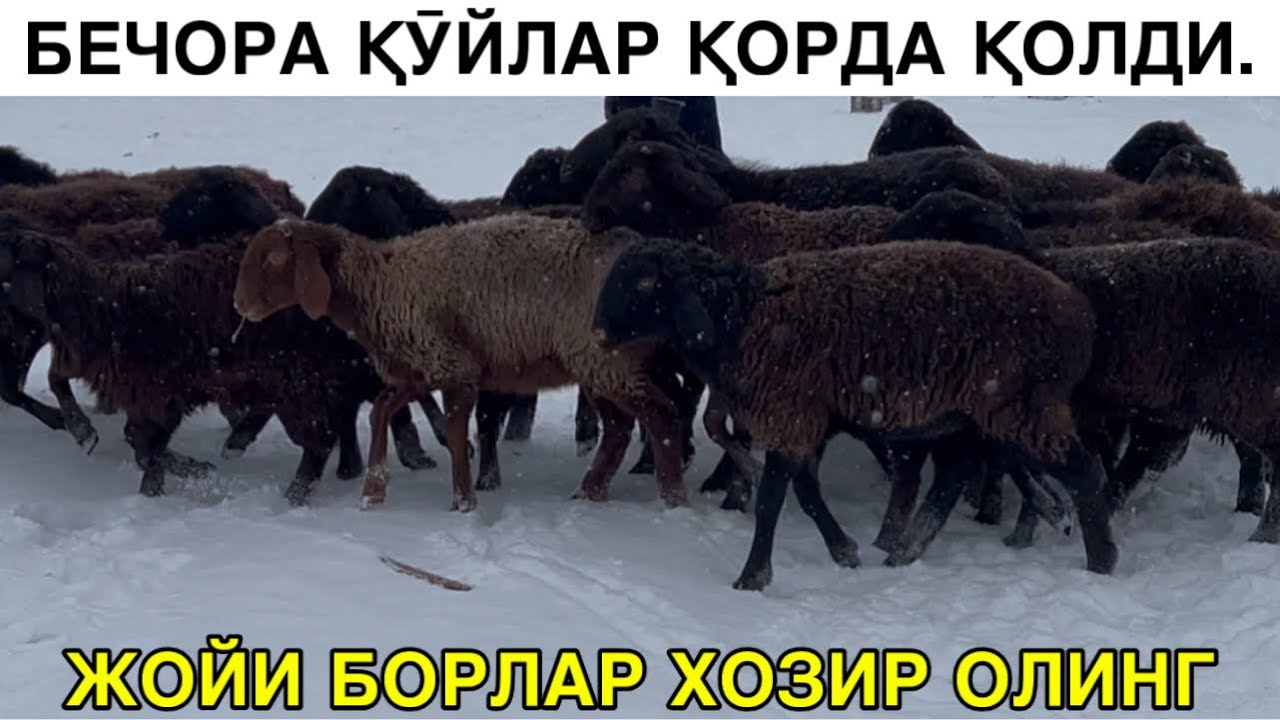 ҚӮЙЛАР ҚОРДА СОТИЛАДИ. ☎️+998916429101