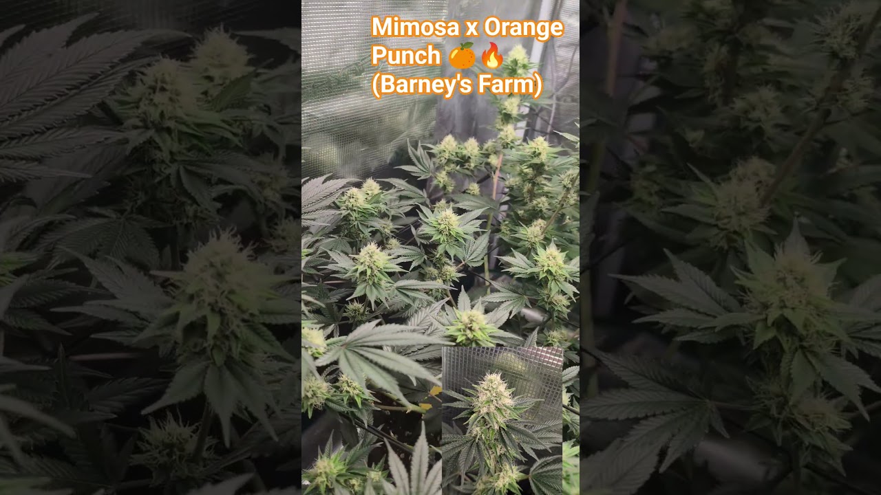 Mimosa X Orange Punch 🍊❤️&zwj;🔥 /DAY 30 Flower