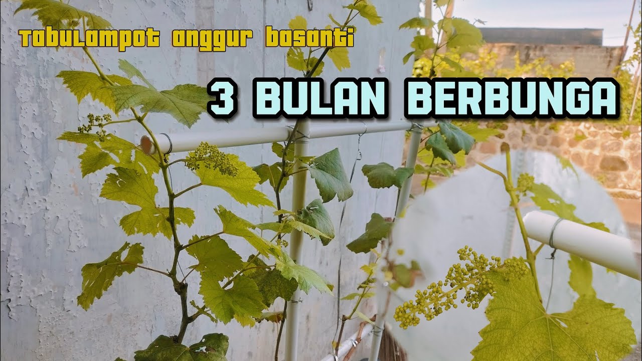 Update tabulampot anggur basanti 