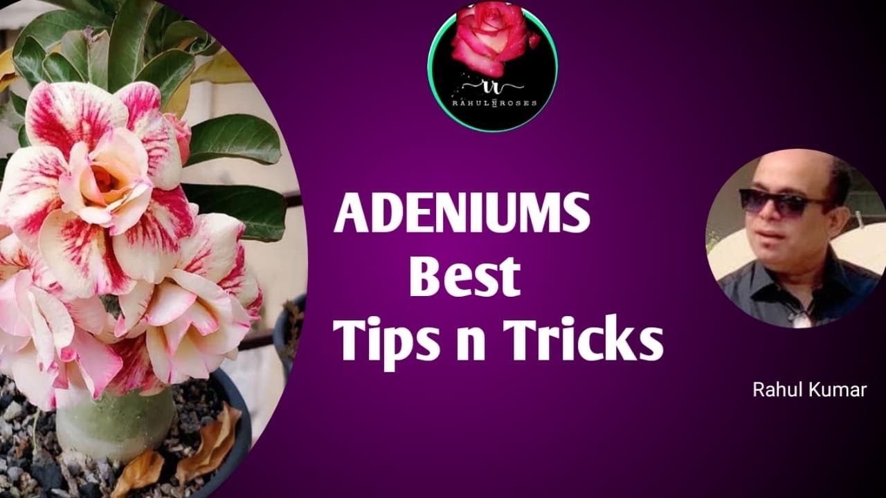 एडिनियम के लिए इन महत्वपूर्ण बातों को जरूर ध्यान में रखें / Don’t Ignore These Tips For Adeniums