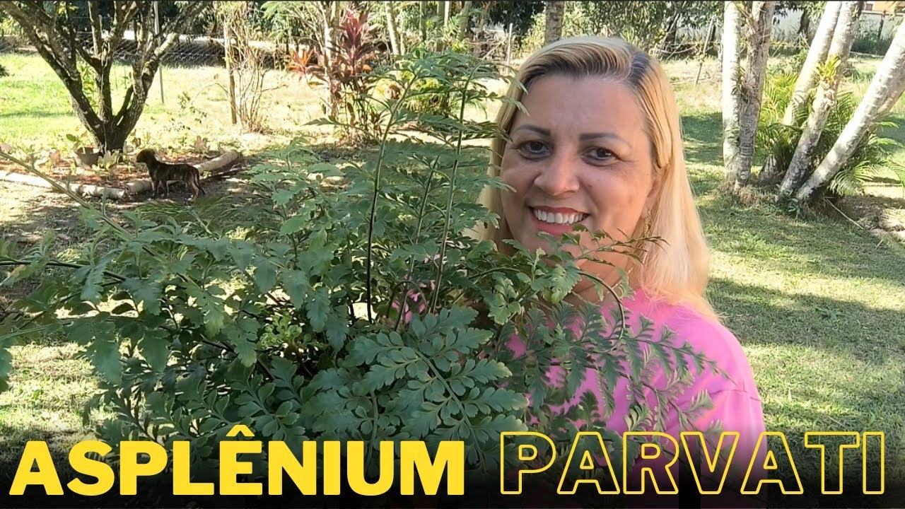 Asplênium Parvati, conhece? vou passar todas as dicas sobre essa samambaia linda 😀