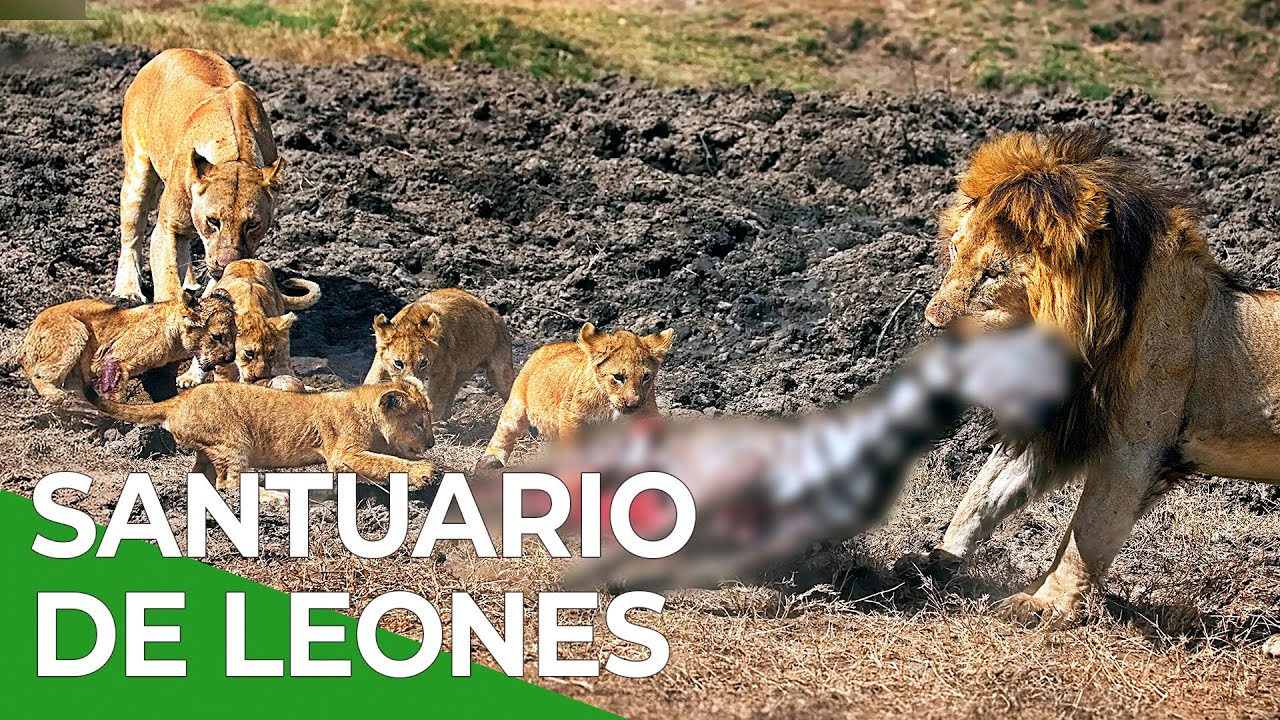 La Reserva de Leones más grande del mundo Pt.1 | Free Documentary Nature - Español