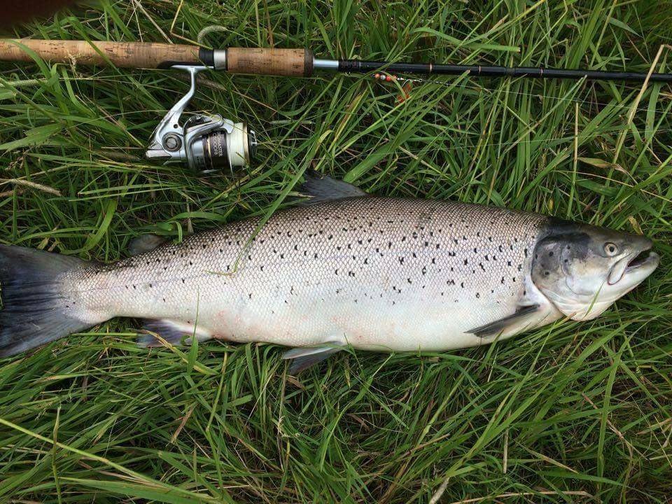 Ryå havørred på 6 kg og 75 cm - årets flotteste fisk!