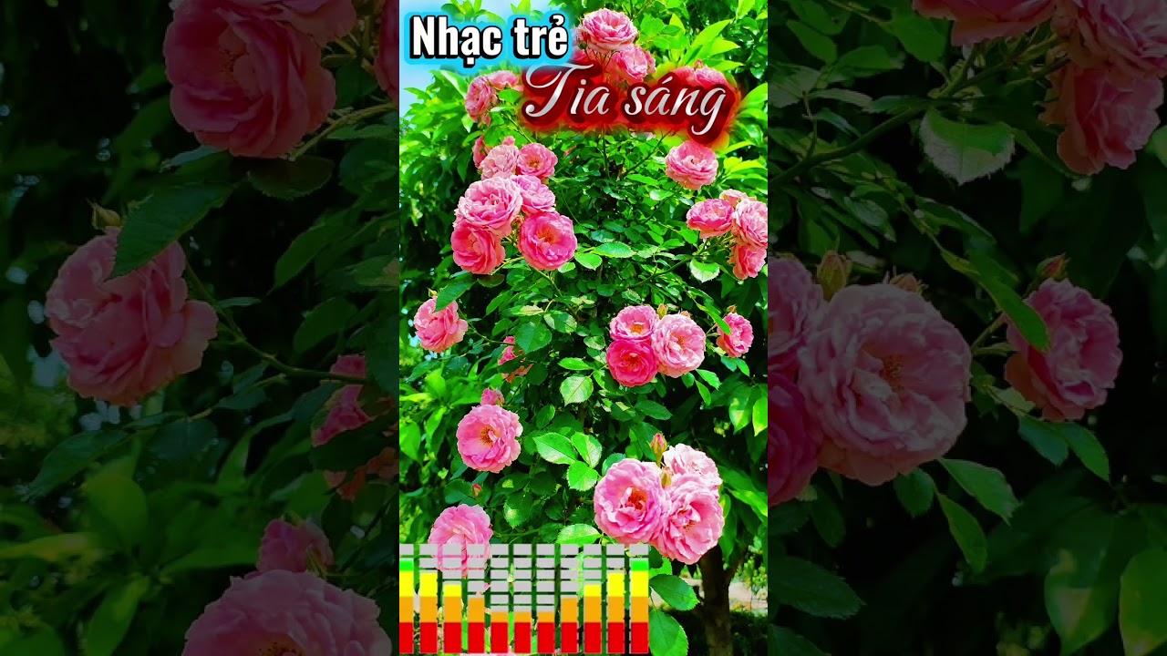 Nhạc trẻ chọn lọc 