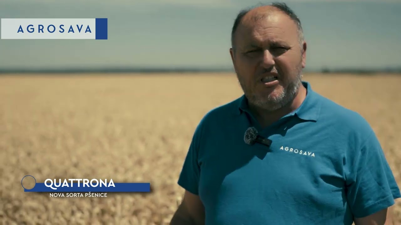 Quattrona - nova sorta p&scaron;enice