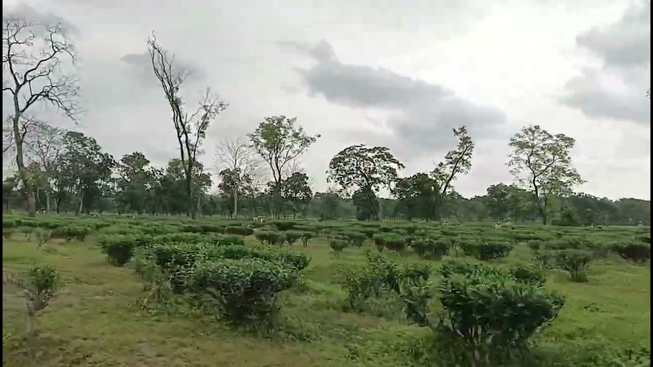 Kohinoor tea garden West Bengal 