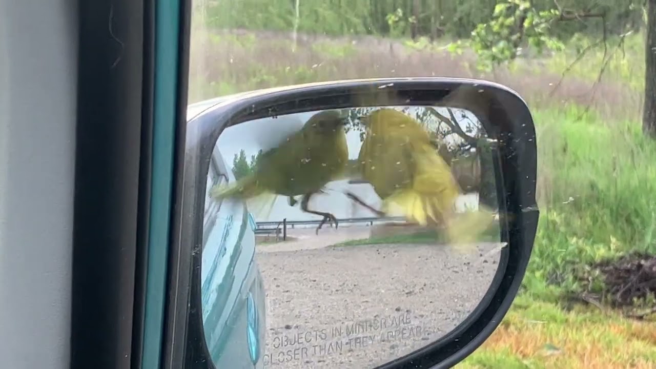 YellowWarbler BluegrassFWA 5 9 24 3