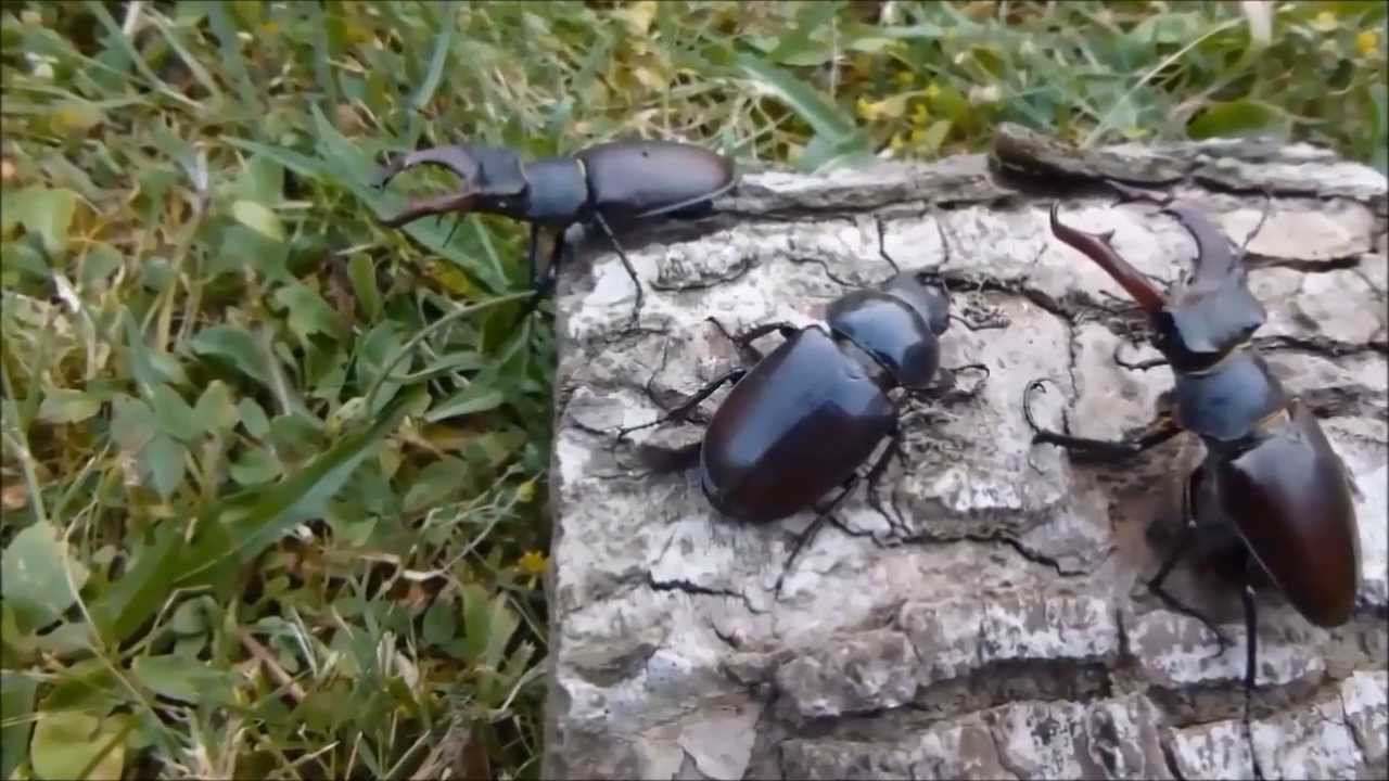Le Lucane cerf-volant (Lucanus cervus) combats, par André Lequet (www.insectes-net.fr)