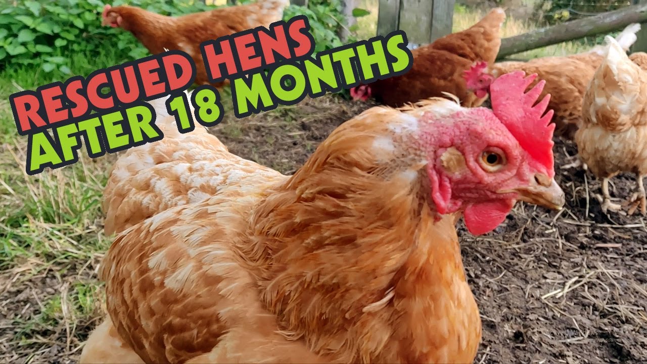 Rescued Hens from Egg Farm, after 18 months PART 3