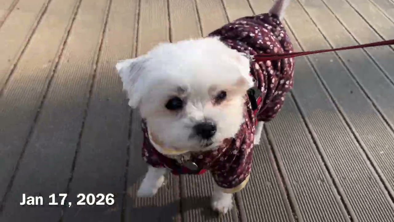 Walk Log 260117 말티즈 몽 산책 기록