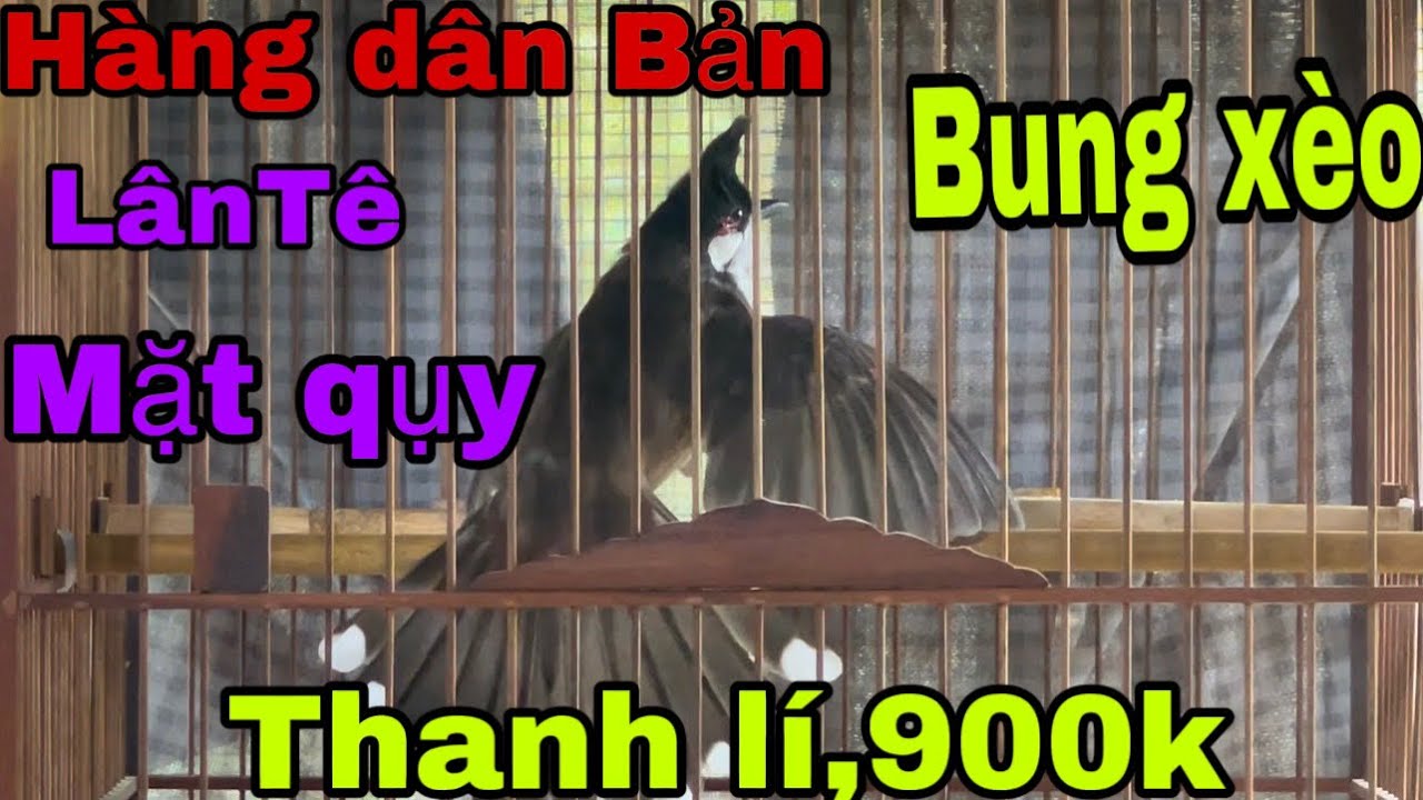 24/2 siêu phẩm nhạy bung xeo hàng dân bản và những CB mộc rừng bẫy đấu ae☎️0367312855