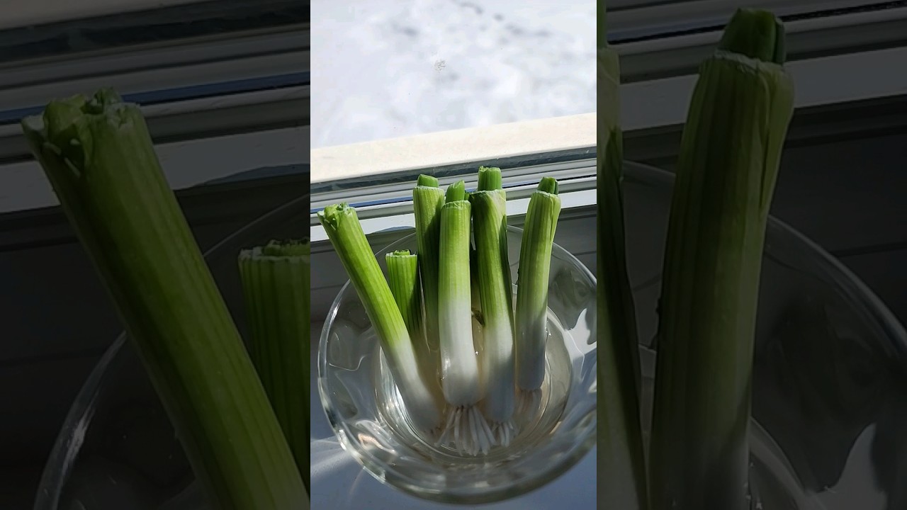 Cebollin o Cebolla de Verdeo en 7 dias sin semillas. #huerta #jardin #huertaencasa #huerto