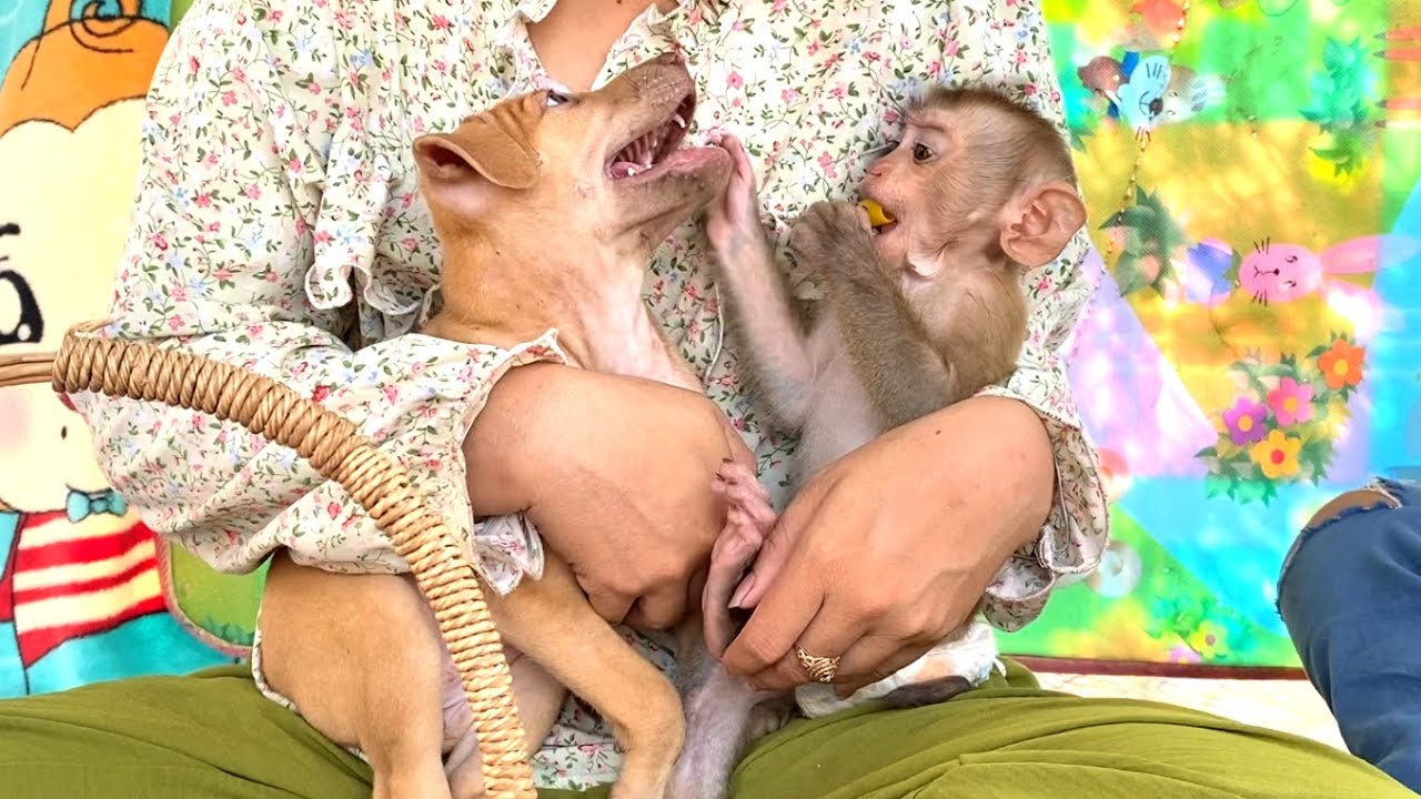 Wow !! Smart Monkey TORO Check In The Dog's Mouth While His Mouth Has A Bottle Cap In It