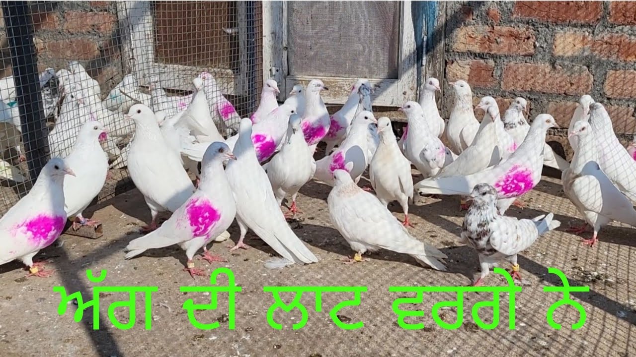 ਲੰਬੂ ਮਹਿਮੂਦਪੁਰ ਦੇ ਕਬੂਤਰ.. Lambu Mahmood pur de kabooter..098883 06910 #punjabi #kabooter