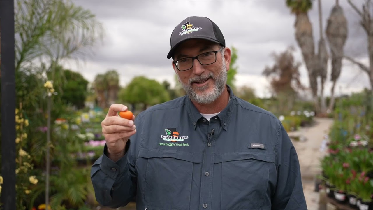 Nagami Kumquat