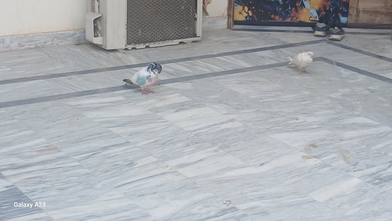 Hamra naya murga ana wala hai inshallah