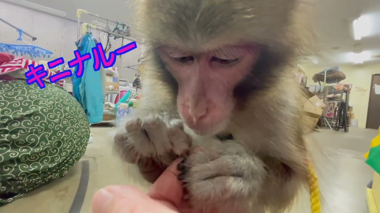 パンナちゃんとHONEY F