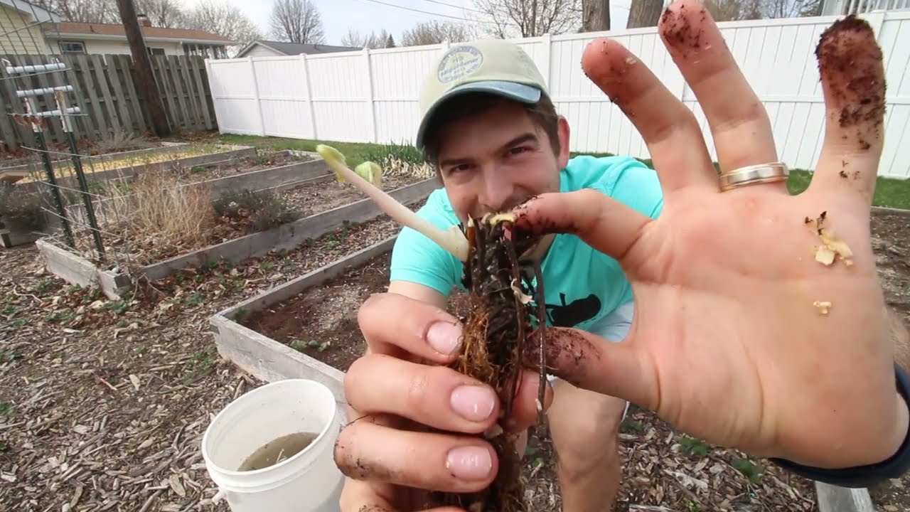 Planting Bare Root Strawberries into a New Bed