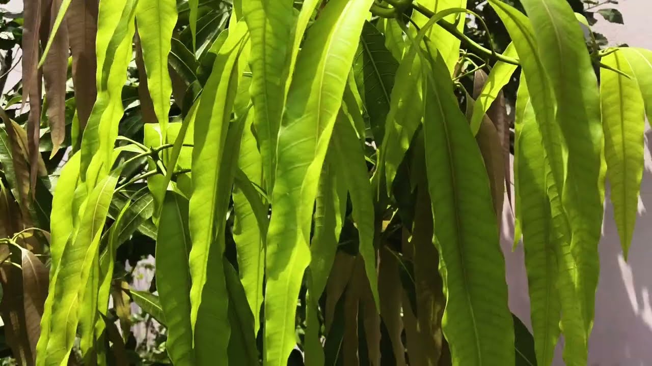 Mango leaves sprouting rapidly 
