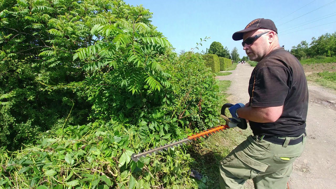 Cięcie żywopłotu nożycami elektrycznymi Stihl HSE 81