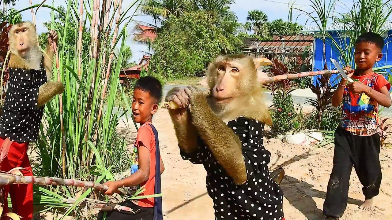 SokYaa & Abii Become Tiny Farmers – Monkey Family Harvest Day!