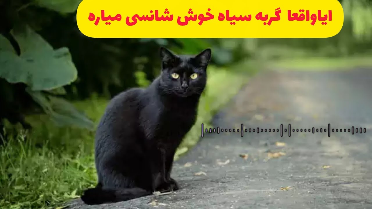 عجایب بی نظیر گربه سیاه 