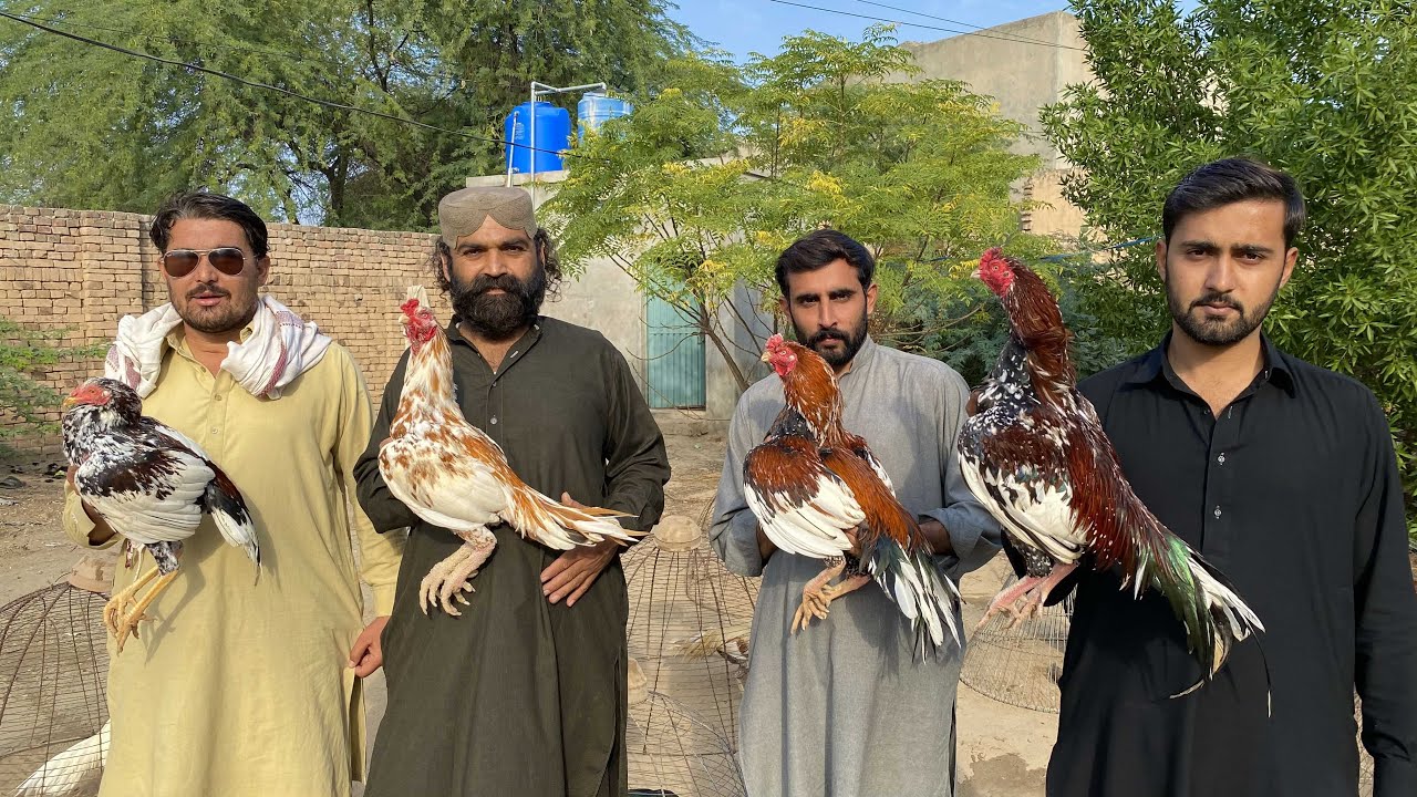 Cheena Breed Kesay Banti hy // Hmaray nayab cheeny