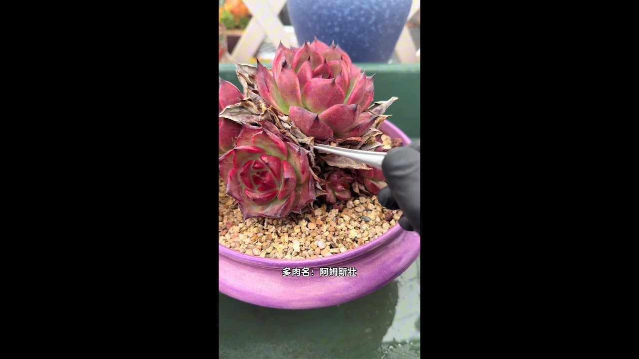 原声版多肉揪枯叶揪走烦恼，祝你开...植物养护