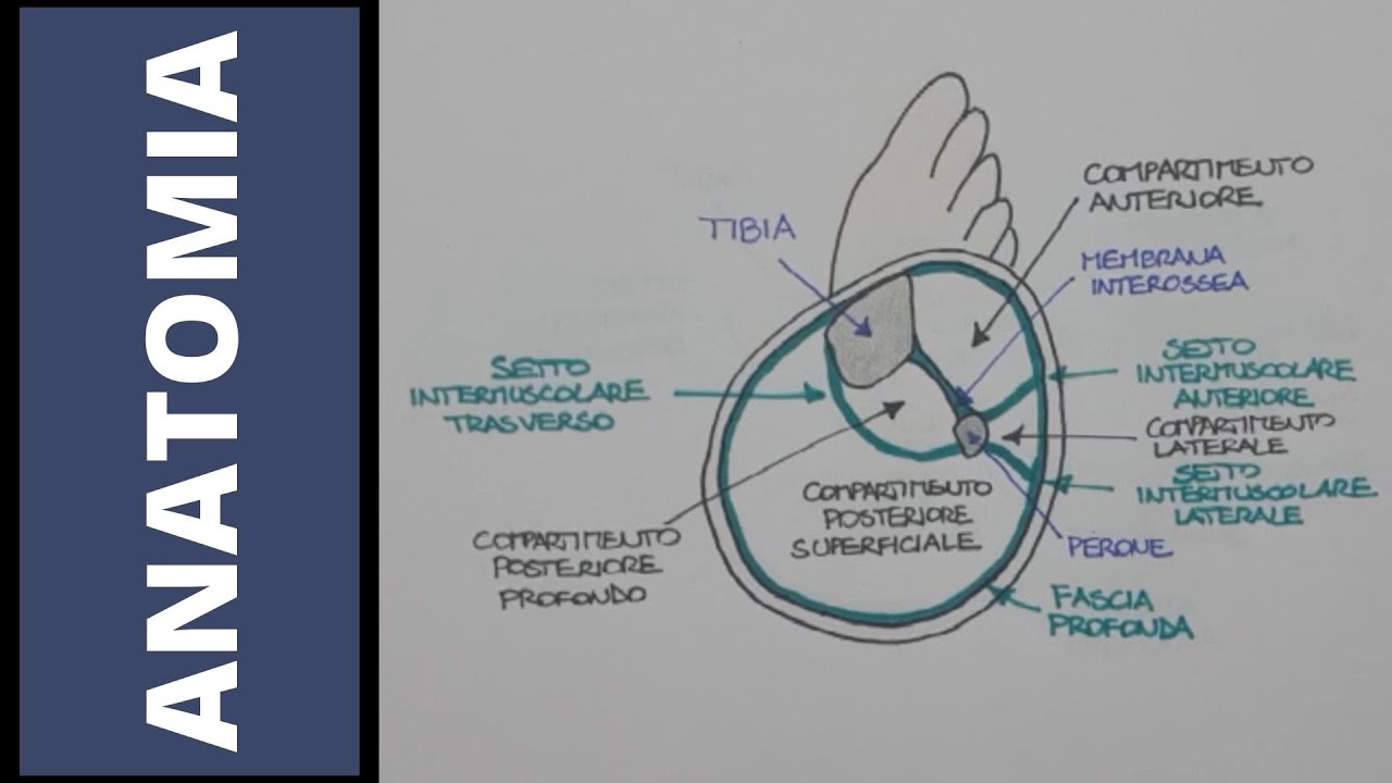 Tendini e fascia profonda