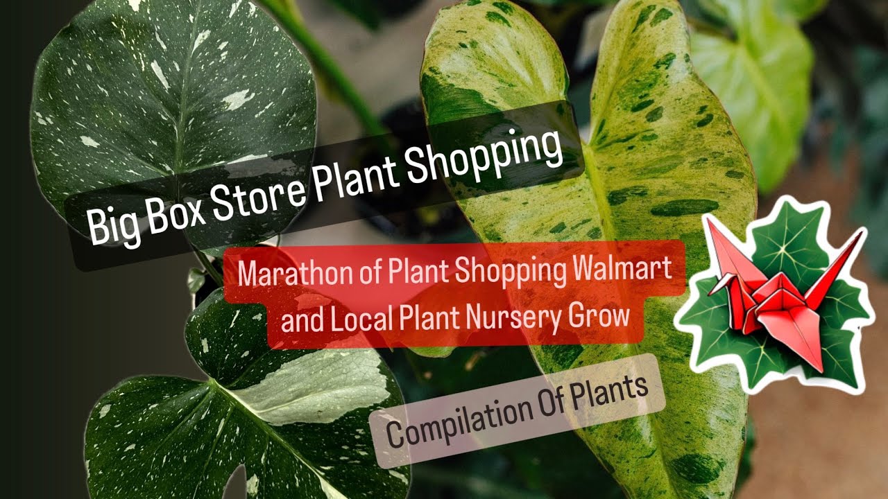Big Box Store Plant Shopping Alternative Shop Walmart and Local Nursery Grow Plant Shop
