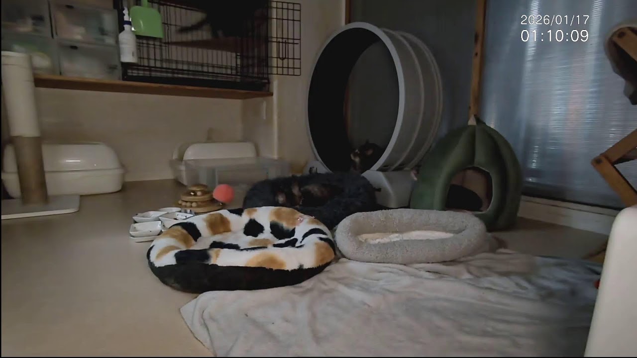 ■子猫中猫+α ■子猫室ライブ ■　20260116　13：15〜