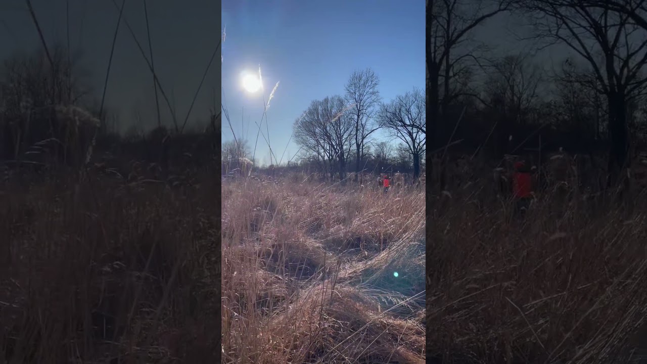 Quail and Pheasant hunt in Kentucky.  #quail #pheasant #hunting