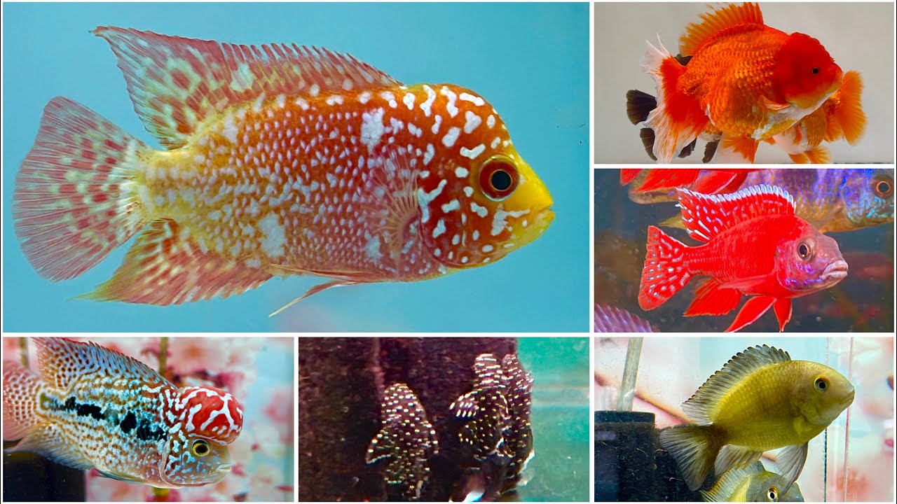 9.9 India Fish Aquarium Mumbai | Kamfa, Cichlid & Plecos