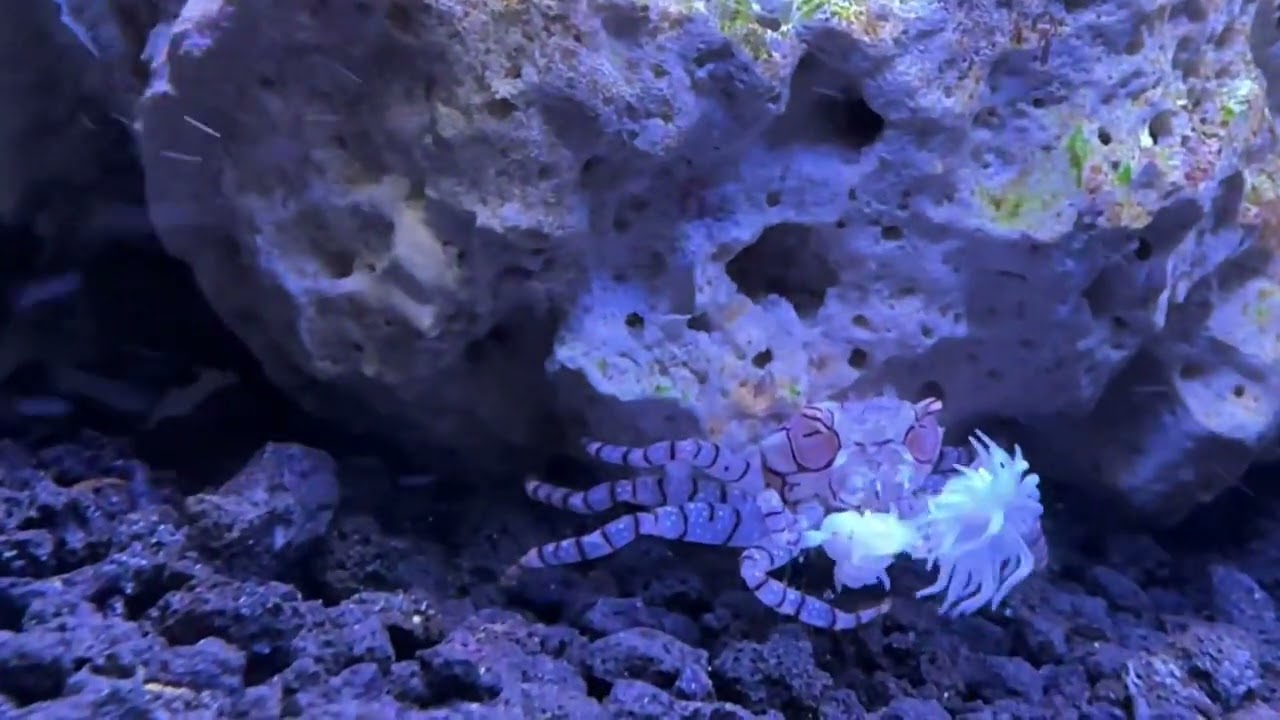 Pom pom crab