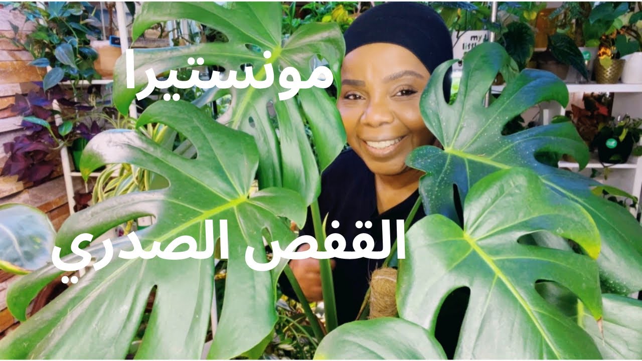 نبات القفص الصدري المونستيرا في مجموعتي