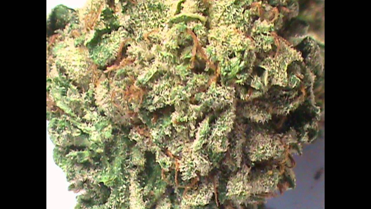 kush nugs