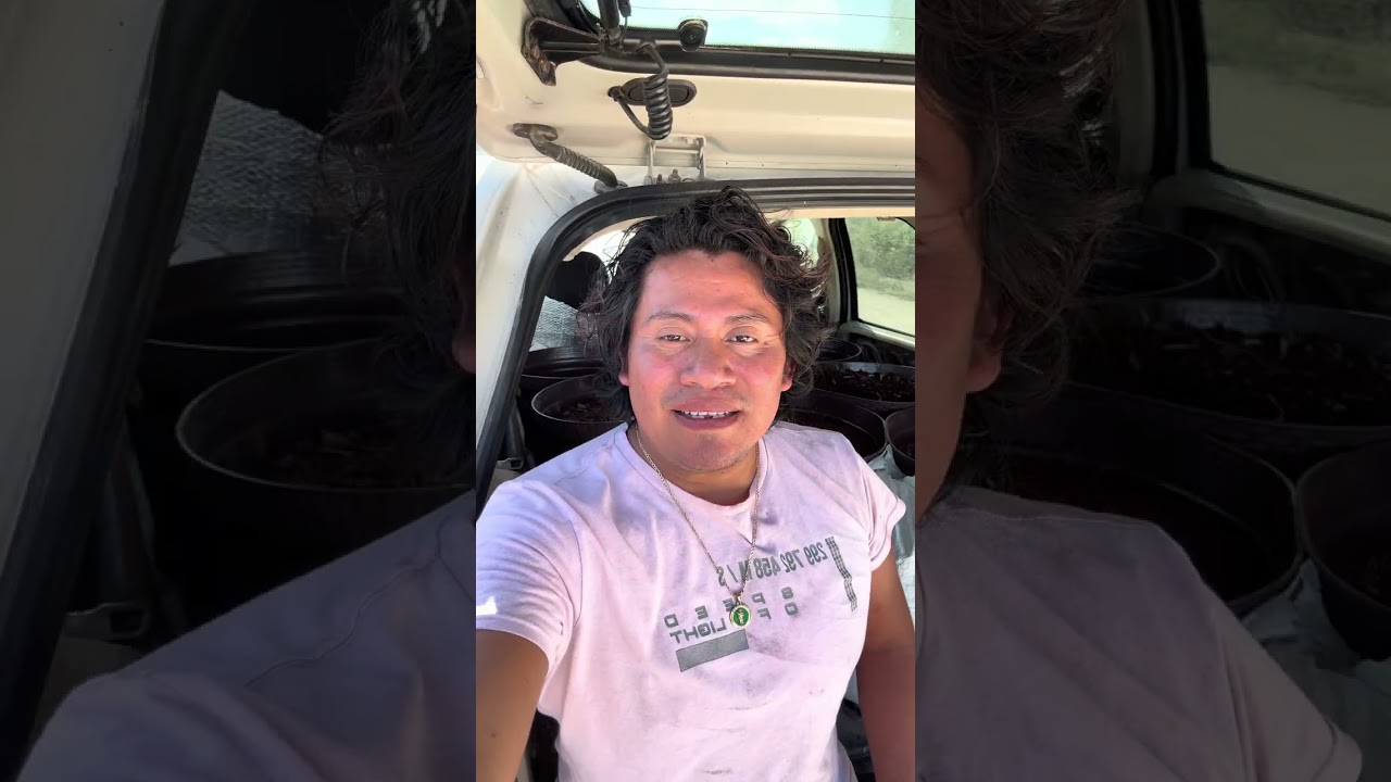 Sembramos unas palmeras para la fondita 