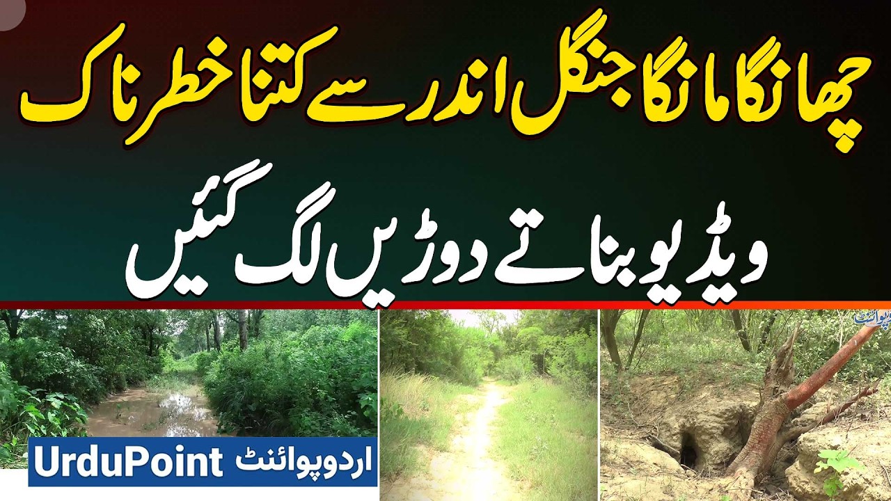 How Dangerous Is the Changa Manga Forest Inside? Animals, Treasures and Tunnels - A World of Wonders