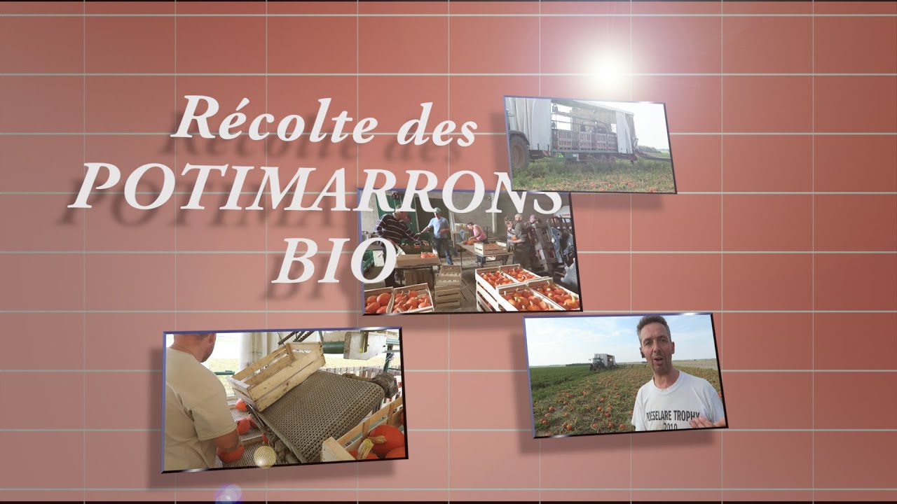 La récolte potimarron.