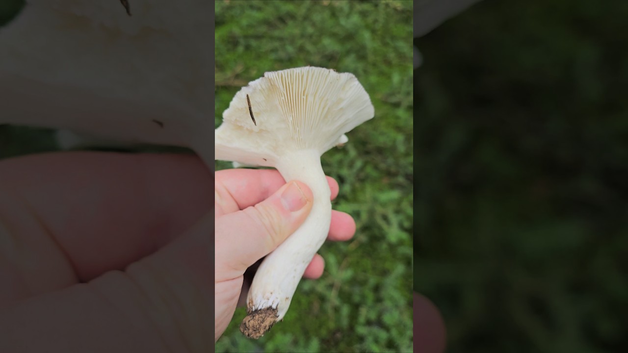 La russule charbonni&egrave;re #mushroom #champignons #russule #charbonni&egrave;re