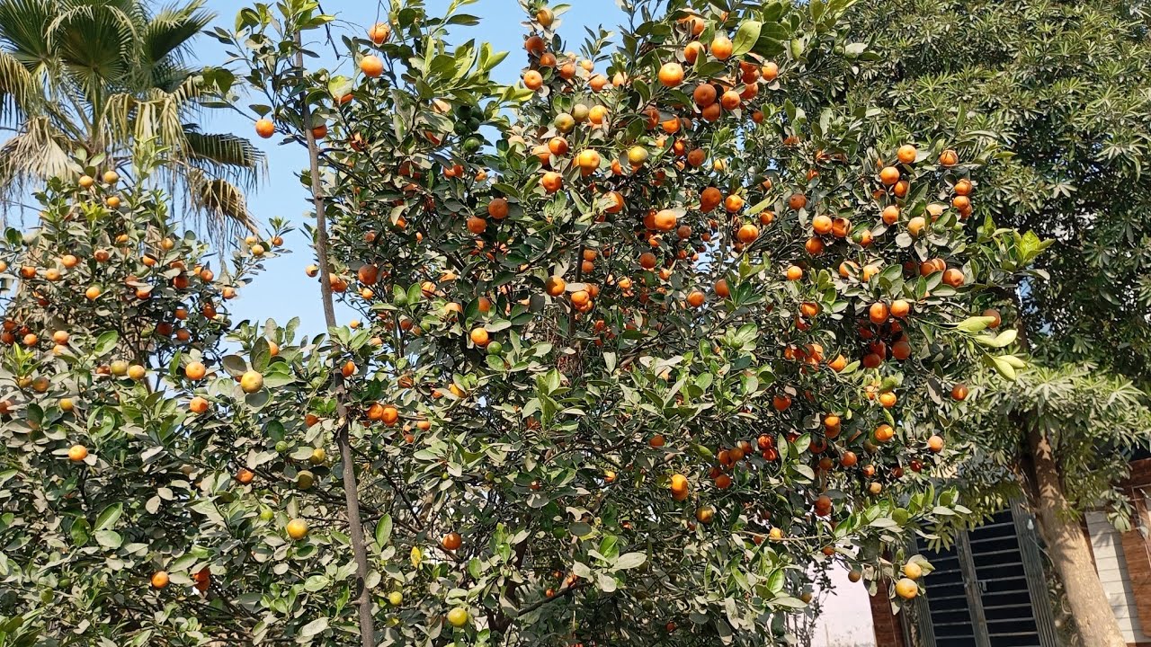 Ek Ped Par Hazaron Santre 😲🍊 | Nature Ka Karishma | Fresh Orange Vlog