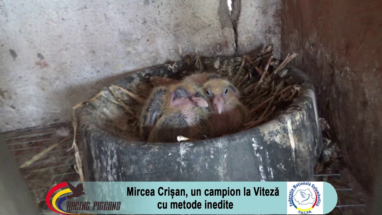 Mircea Crisan, un campion la Viteza cu metode inedite