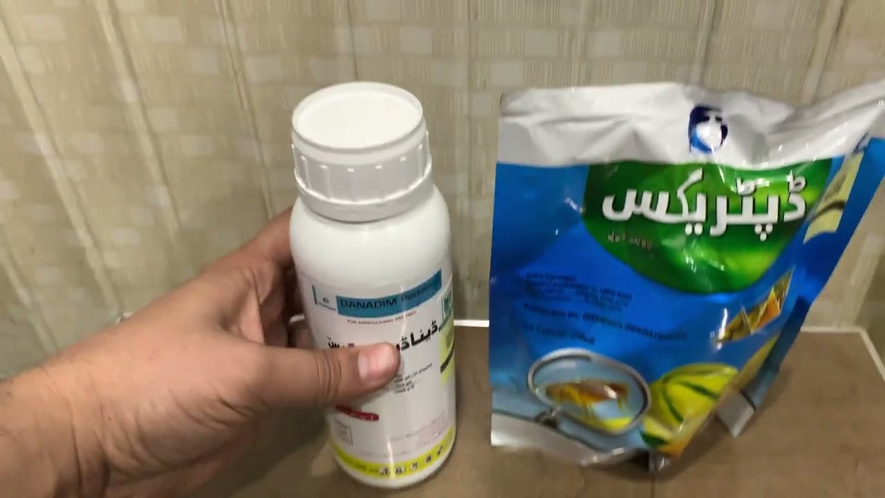 Fruit fly ka best control with diptrex ici and Danadim swatagro spray to avoid fruit damage Fruitfly