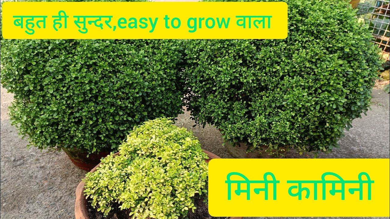 How Do You Take Care of Mini/ Table/ Dwarf Kamini, Murraya Paniculata Plant | Fertilizer & Spl Tips