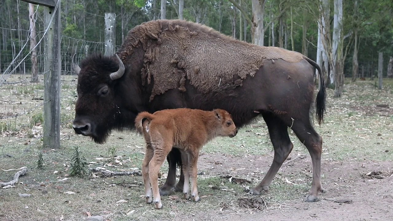 Aranyani Bison Oil Has A Baby Calf