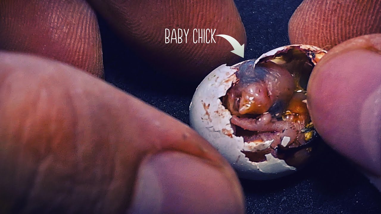 Tried to Save a Baby Budgie | Egg Hatching in My Hand